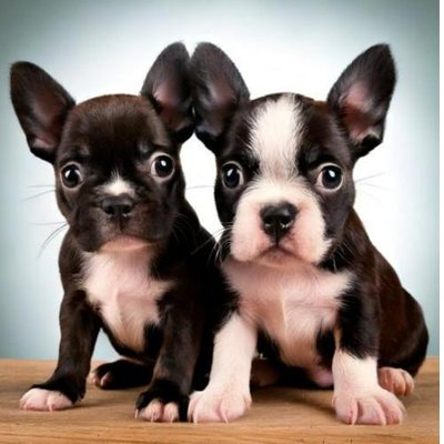 Boston Terrier - photo 10