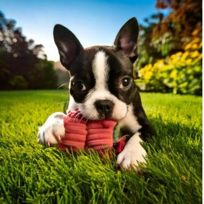 Boston Terrier - photo 13