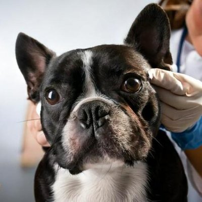 Boston Terrier - photo 14