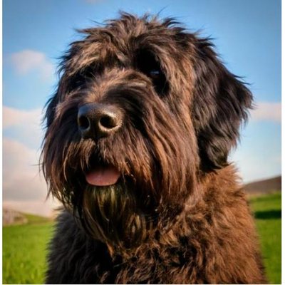 Bouvier des Flandres - photo 1