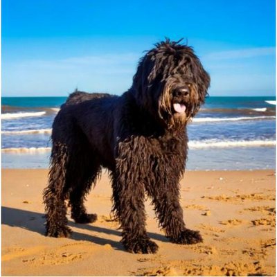 Bouvier des Flandres - photo 2