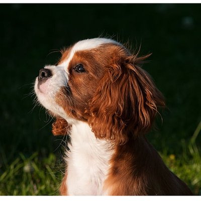 Cavalier King Charles - photo 13