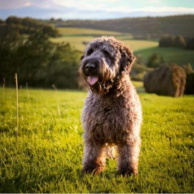 Bouvier des Flandres - photo 3