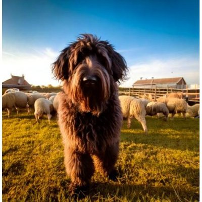 Bouvier des Flandres - photo 4