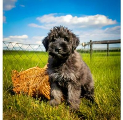 Bouvier des Flandres - photo 5