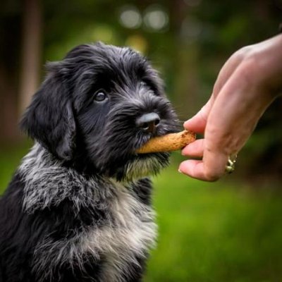 Bouvier des Flandres - photo 7