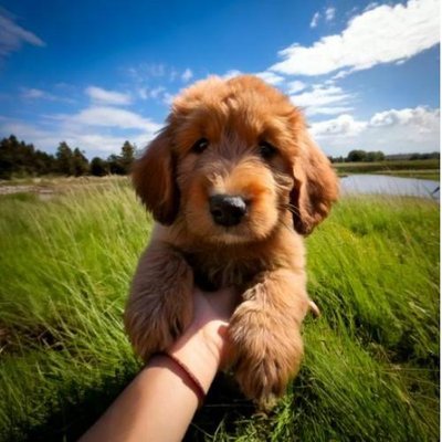 Bouvier des Flandres - photo 8