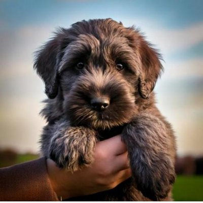 Bouvier des Flandres - photo 11