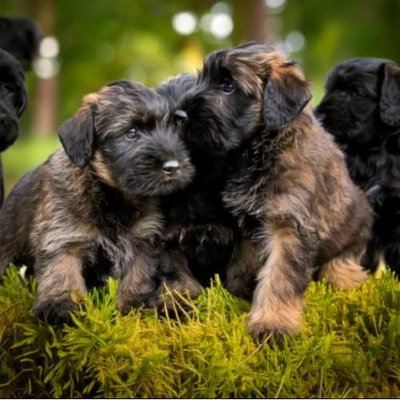 Bouvier des Flandres - photo 12