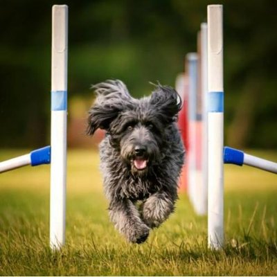 Bouvier des Flandres - photo 13