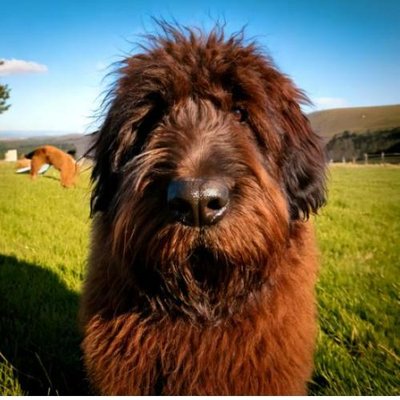 Bouvier des Flandres - photo 15