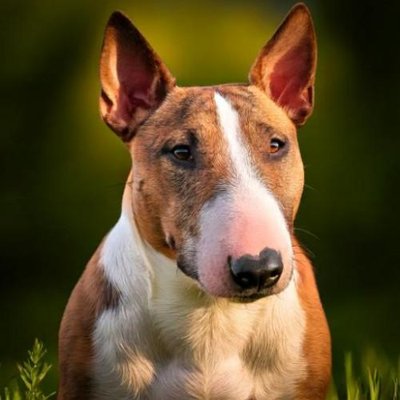 Bull Terrier - photo 1
