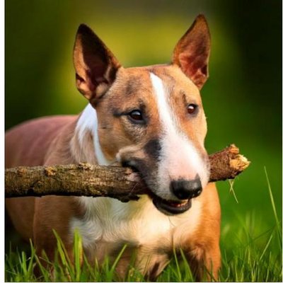 Bull Terrier - photo 2
