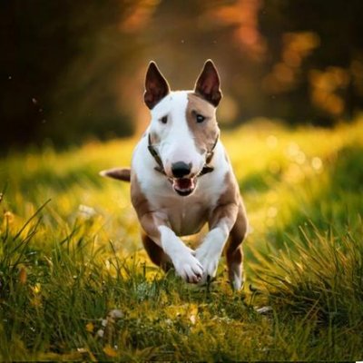 Bull Terrier - photo 3