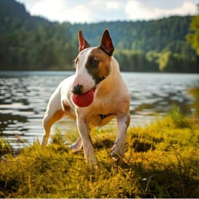 Bull Terrier - photo 4