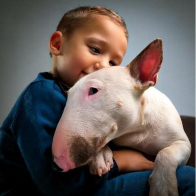 Bull Terrier - photo 6