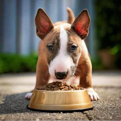 Bull Terrier - photo 7