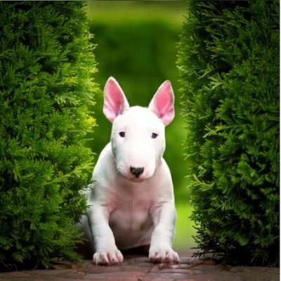 Bull Terrier - photo 8