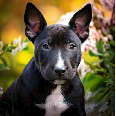 Bull Terrier - photo 9