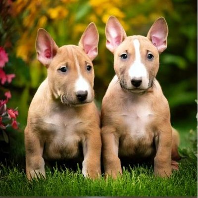 Bull Terrier - photo 10