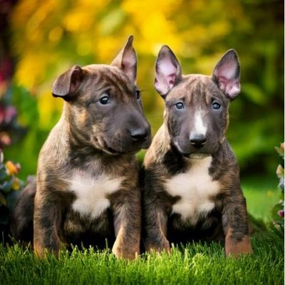 Bull Terrier - photo 11