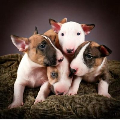 Bull Terrier - photo 12
