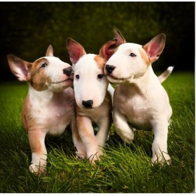 Bull Terrier - photo 13