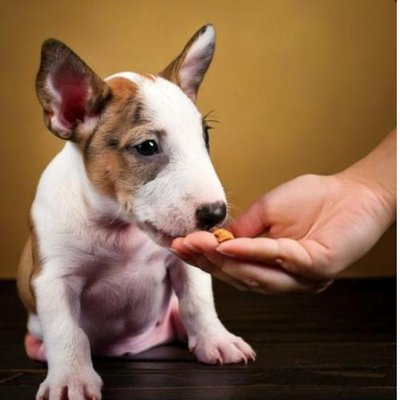 Bull Terrier - photo 14