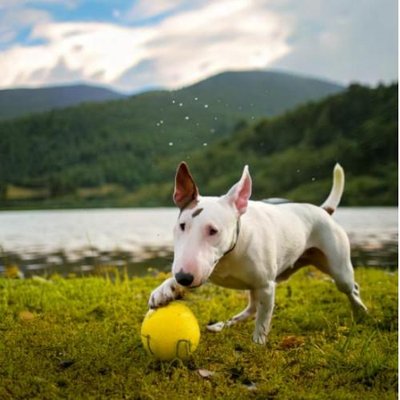 Bull Terrier - photo 15