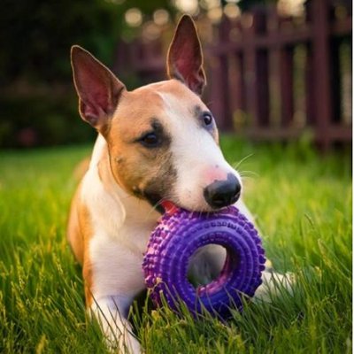 Bull Terrier - photo 17