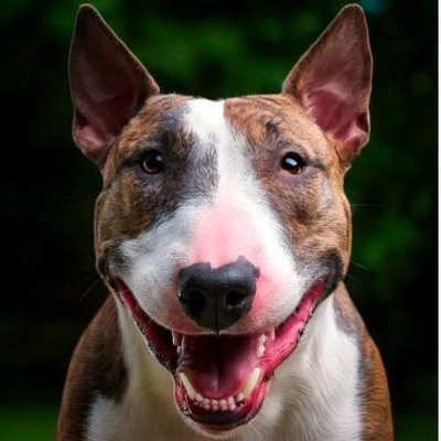Bull Terrier - photo 18