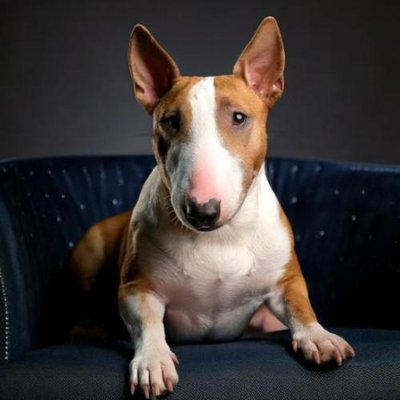 Bull Terrier - photo 19