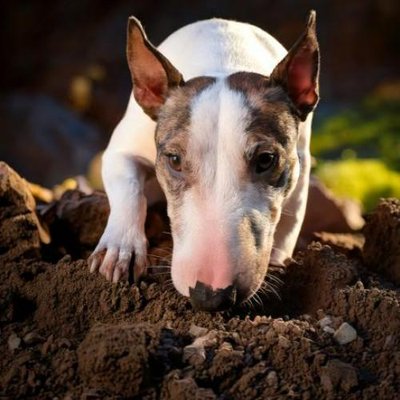 Maladie du Chien Bull Terrier