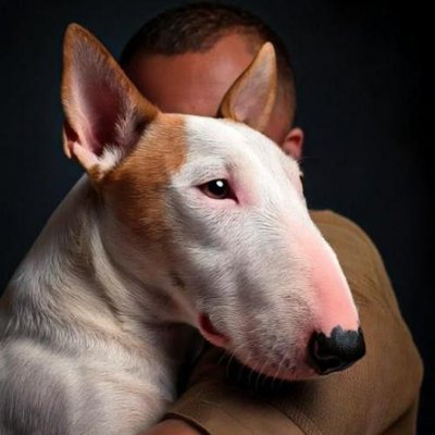 Bull Terrier - photo 21