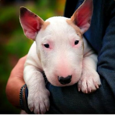 Bull Terrier - photo 22