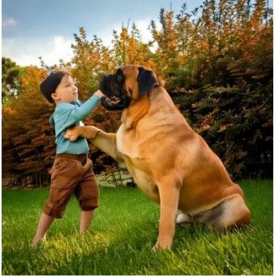 Bullmastiff - photo 6