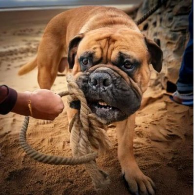 Bullmastiff - photo 4