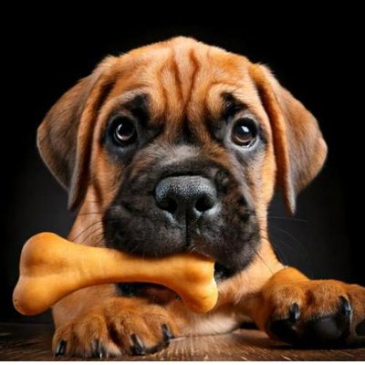 Bullmastiff - photo 7