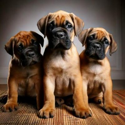 Bullmastiff - photo 10