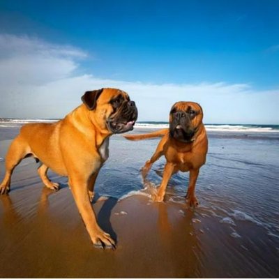 Bullmastiff - photo 12