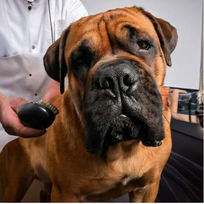 Bullmastiff - photo 14