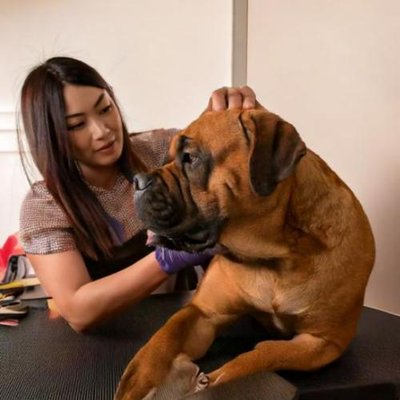 Bullmastiff - photo 15