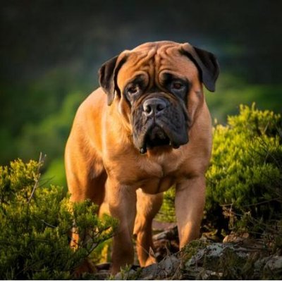 Bullmastiff - photo 17