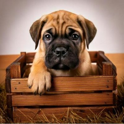 Bullmastiff - photo 18