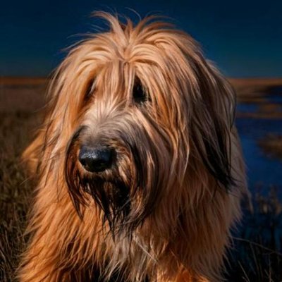 Briard - photo 1