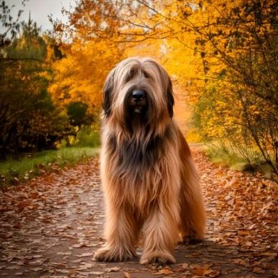 Briard - photo 2