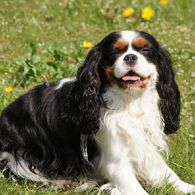 Cavalier King Charles - photo 14