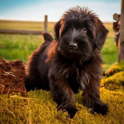 Briard - photo 7