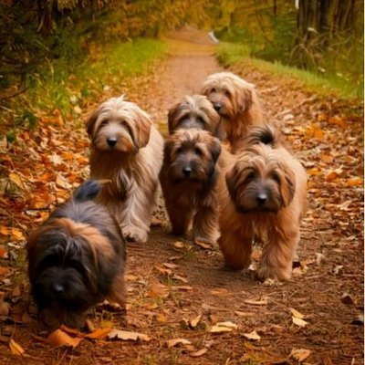Briard - photo 10