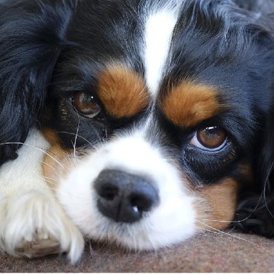 Cavalier King Charles - photo 15